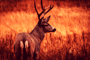 Deer in fall grass
